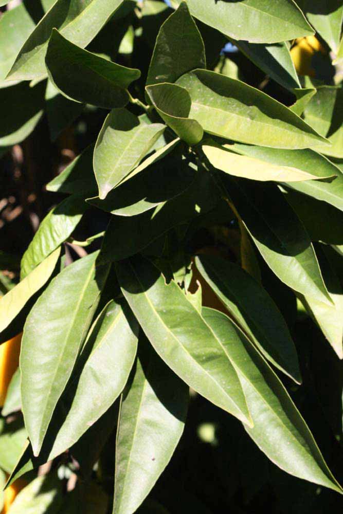            Sun leaves (Riverside, CA)   